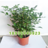 供應(yīng)室內(nèi)盆栽植物 九里香 小盆景 香氣怡人 室內(nèi)觀賞九里香盆栽