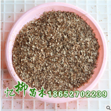 批發(fā)優(yōu)質(zhì)白樺種子 新采精品白樺種子發(fā)芽率高 品種齊全 量大從優(yōu)