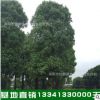 湖南基地供應(yīng)80~100公分移栽大香樟樹 多頭香樟樹價(jià)格優(yōu)惠
