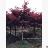出售精品紅楓盆栽 湖南苗木基地特價(jià)出售 樹形優(yōu)美 現(xiàn)貨供應(yīng)