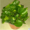 盆栽多肉植物碧玉批發(fā)貨源足量大優(yōu)惠辦公室迷你觀賞植物直銷