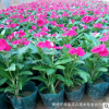 現(xiàn)貨供應 觀賞花卉 綠化植物 長春花 品種繁多 量大從優(yōu)