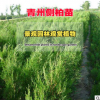 批發(fā)側柏苗 側柏樹苗 四季常青工程綠化苗 側柏廠家直銷