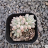 多肉植物批發(fā) 嬰兒手指 果凍色3頭起7cm盆綠植小盆栽