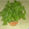 辦公室擺件多肉 多肉薄荷 多肉批發(fā) 多肉植物盆栽