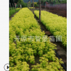 大量供應(yīng)優(yōu)質(zhì)苗木金葉復(fù)葉槭扦插小苗規(guī)格齊全