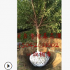 苗木基地直銷王族海棠.光輝海棠.規(guī)格齊全長年批發(fā)