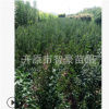 苗圃直銷綠化苗木.小葉丁香.四季丁香.質(zhì)量保證