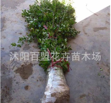 批發(fā)紅花紫薇樹苗 百日紅綠化苗木 喬木 紫薇盆景 紫薇 行道樹