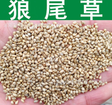 牧草種子優質牧草型雜交狼尾草種子美洲狼尾草甜象草種子實景拍攝