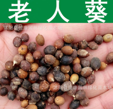 林木種子 優(yōu)質(zhì)老人葵種子 絲葵樹種子 加州蒲葵 華盛頓棕櫚種子