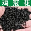草花種子 優質雞冠花種子 雞髻花種子 老來紅 小頭雞冠 四季播種