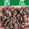 蔬菜種子批發正宗西瓜種子夏瓜青門綠玉房寒瓜種子芽率高實景拍攝