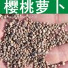 蔬菜種子優質櫻桃蘿卜種子四季播種水蘿卜櫻桃紅蘿卜種子小紅蘿卜