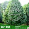 苗圃批發(fā)供應(yīng) 高桿茶花湖南優(yōu)質(zhì) 小苗規(guī)格齊全歡迎實(shí)地考查