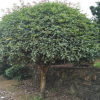 苗圃基地供應(yīng)四季桂花小苗，桂花樹，桂花球規(guī)格齊全歡迎實(shí)地考察