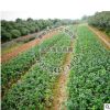 苗圃基地供應(yīng) 黃楊球 小苗規(guī)格齊全歡迎實(shí)地考察灌木類園林植物
