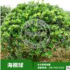 基地批發(fā)海桐球 1.2-1.5米海桐球等各種規(guī)格齊全。海桐小苗。