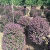 苗圃批發(fā)紅花檵木球。1.2-1.5紅花繼木球，紅花檵木小苗量大