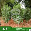 苗圃基地低價批發(fā) 湖南優(yōu)質(zhì)茶花 規(guī)格齊全 球形小茶花