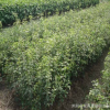 供應(yīng)桂花種子 金桂種子 丹桂 月月桂日香桂沙藏直接播種保證出芽