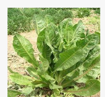 歐洲菊苣牧草種子 菊苣種子 菊苣牧草種子批發(fā)