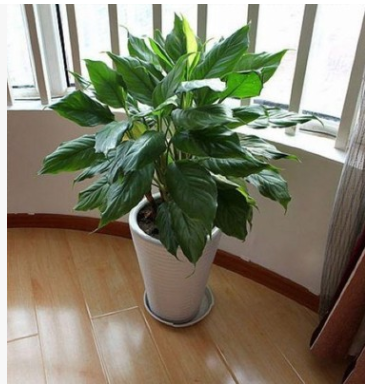 萬年青大型室內(nèi)辦公室盆栽花卉綠植大葉萬年青 健康長(zhǎng)壽 凈化空氣