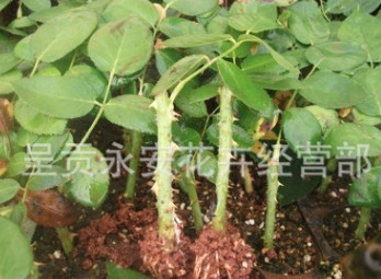 呈貢斗南[專供江蘇宿遷、新疆]工程用苗、切花用苗、占地用苗