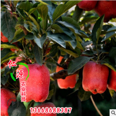 山東苗圃長(zhǎng)期供應(yīng)矮化蘋果苗 果大脆甜矮化蘋果樹苗 當(dāng)年結(jié)果