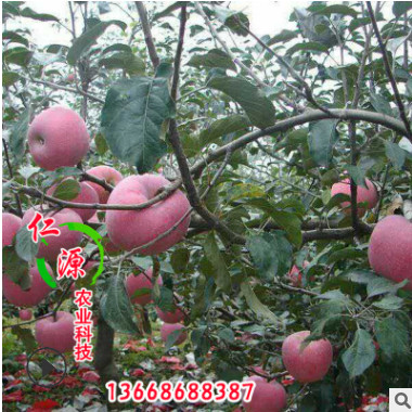 苗圃直銷矮化蘋果苗 清脆可口矮化蘋果苗 蘋果苗貨源足 量大從優(yōu)