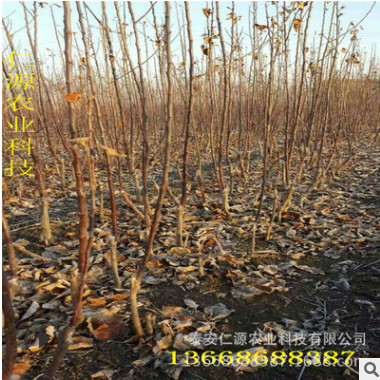 紅肉蘋果苗 出售優(yōu)質(zhì)成活率高易管理紅肉蘋果苗 品種齊全紅肉蘋果