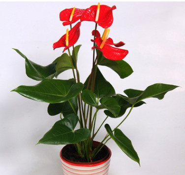 綠色盆栽紅掌 粉掌客廳陽(yáng)臺(tái)辦公紙桌面小盆栽?xún)艋諝饣刂变N(xiāo)
