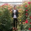 藤本花瓶 月季球 藤本月季 月季樹 紅花墻微量大從優(yōu)