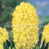 批發(fā)盆栽荷蘭風(fēng)信子種球 桌面盆栽花卉風(fēng)信子種球 土培水培植物