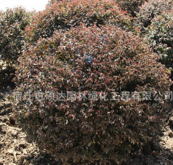 批發(fā)紅花檵木球公園小區(qū)色塊工程綠化苗木盆栽植物紅花繼木苗