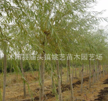 金絲垂柳樹苗批發(fā)公園行道市政園林綠化苗木柳樹苗庭蔭風(fēng)景樹