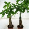 室內大中型盆栽辮子發財樹精品盆景 辦公室綠植花卉辮子樹盆栽