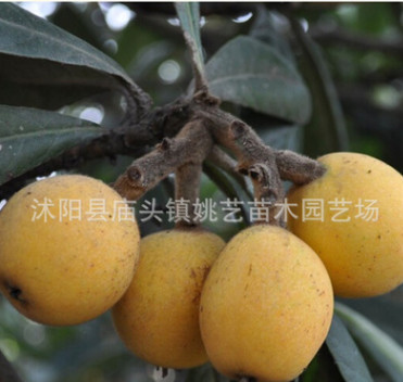 枇杷樹苗批發(fā)果樹苗品種齊全 大五星枇杷樹苗南方果樹苗優(yōu)質(zhì)品種