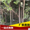 苗圃直供 供應 優質大葉女貞 綠化樹形優美大葉女貞