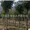 長期供應移栽叢生樸樹 叢生樸樹小苗 量大從優