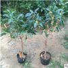 長期供應桂花盆栽 桂花苗木 生態桂花苗 規格齊全