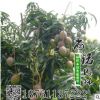 供應(yīng)批發(fā)果樹苗 凱特芒果苗 芒果樹苗 果樹樹苗成 活率高 新品種