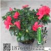 高檔室內(nèi)盆栽地栽花卉 杜鵑花苗 盆栽杜鵑花 帶花帶苞 西洋