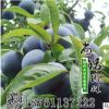 庭院種植果樹苗當(dāng) 安哥諾李子南方種植北方地栽 李子苗 當(dāng)年結(jié)果