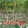 直銷 嫁接桃樹苗 永蓮1-9號大蜜桃樹價格 粗纖維少 肉質(zhì)細(xì)嫩