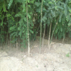 大量批發(fā)優(yōu)質(zhì)國槐 3公分速生國槐價格