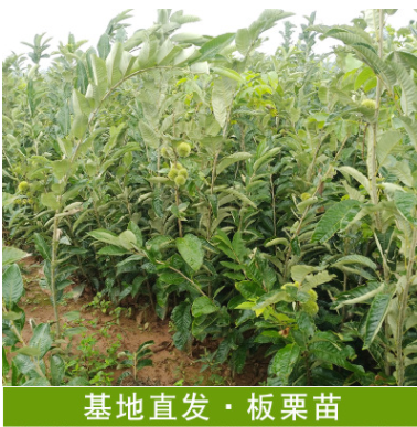 金堂縣板栗苗基地直銷(xiāo)大量供應(yīng)板栗苗果苗杯苗批發(fā)