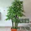 苗圃直銷批發佛肚竹 竹子苗 綠化工程 園林 庭院觀賞 量大從優