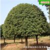 批發湖南桂花樹 綠化苗木15公分4米冠幅八月桂金桂 大型工程苗