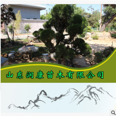 批發(fā)松樹優(yōu)質(zhì)造型油松 油松樹形奇特 蒼勁有力 松樹大量有貨